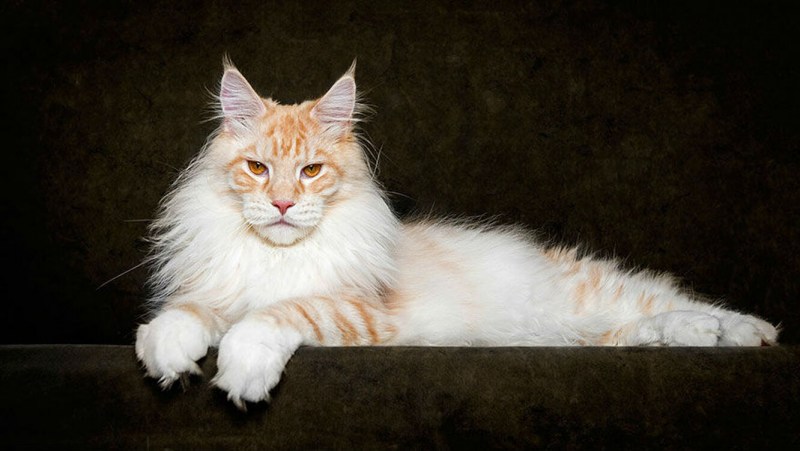 Коты Мейн кун