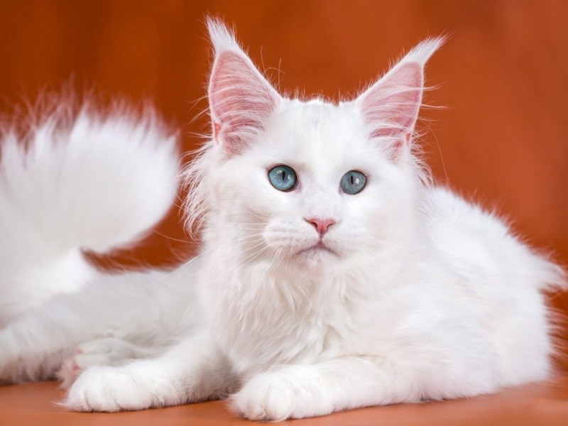 Котята Мейн кун белые