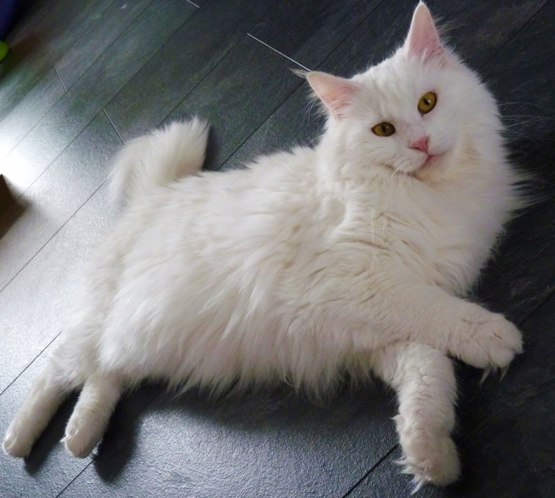 Кот Мейн кун