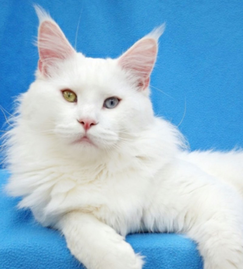 Котята Мейн кун белые