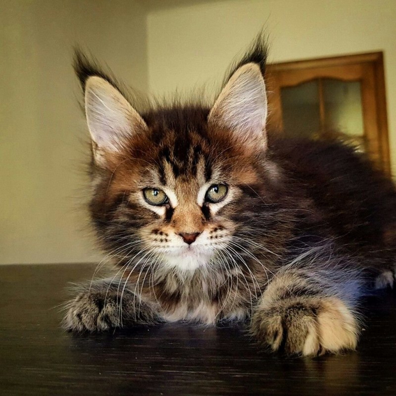Мейн кун белый кот