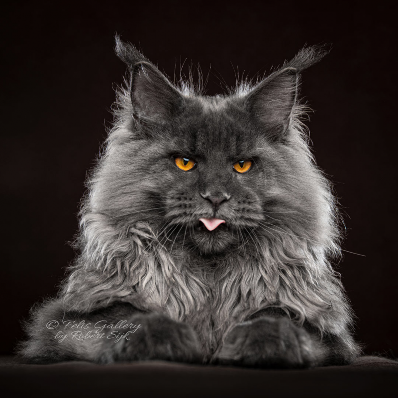 Черная кошка Мейн кун