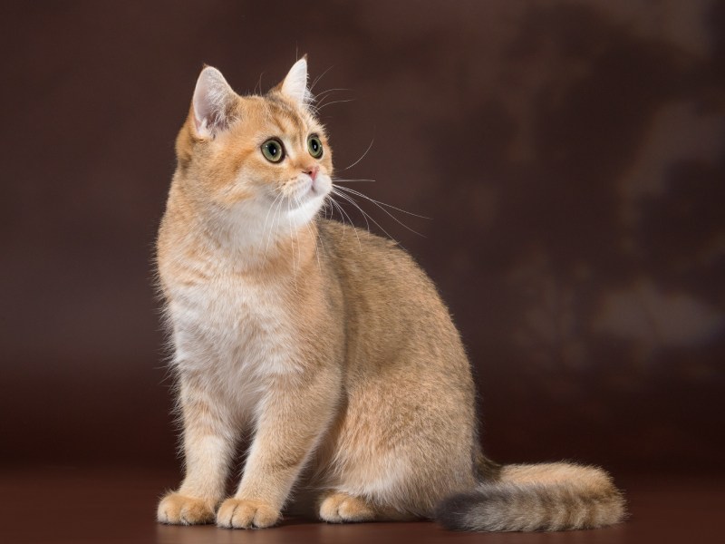 Золотая шиншилла белая
