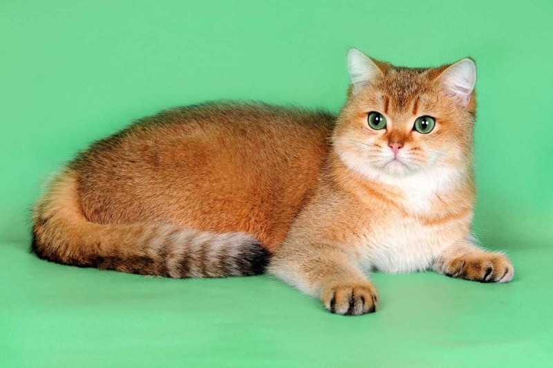 Золотистая кошка