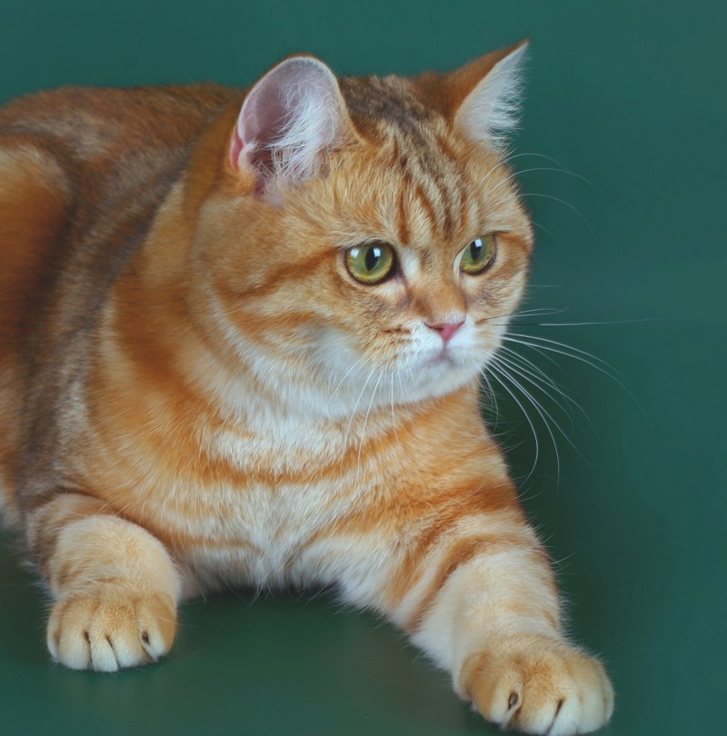 Кот породы шиншилла золотистая