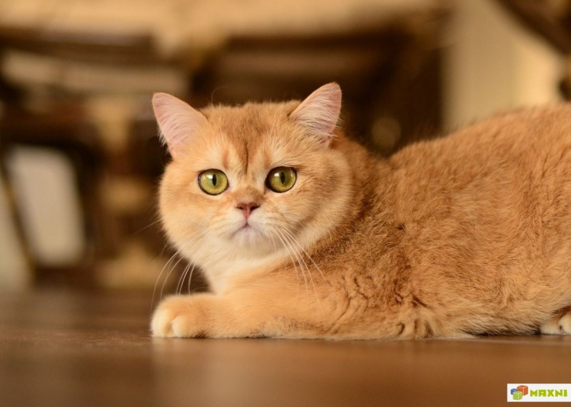 Скоттиш страйт Золотая шиншилла
