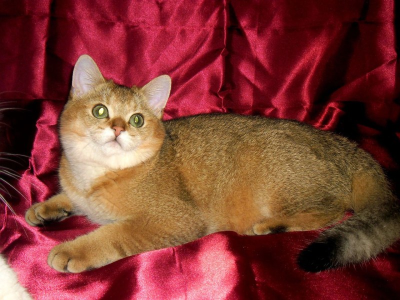 Кот с золотом