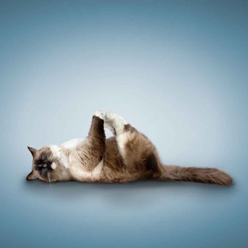Йога коты