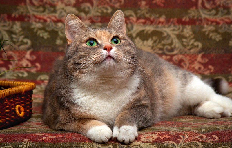 Британские котята пятнистые