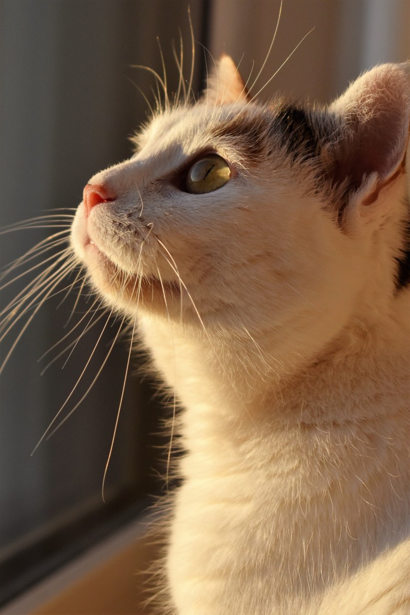 Любопытный кот