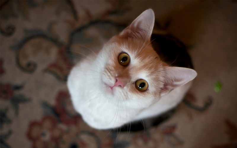 Кошка вид сверху