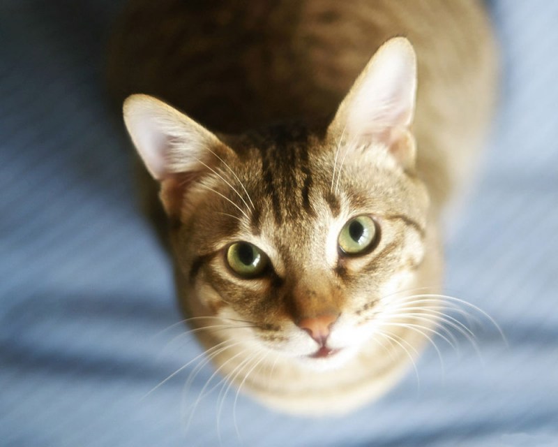 Морда кота сверху