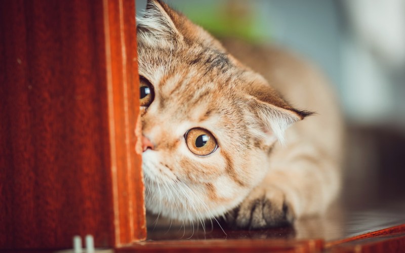 Любопытный котенок