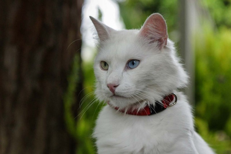 Турецкая ангорская кошка