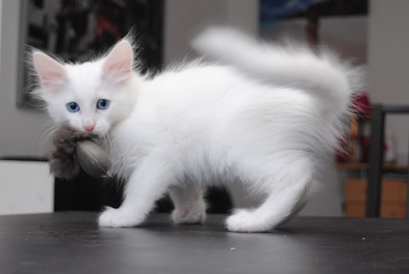 Белая ангорская кошка