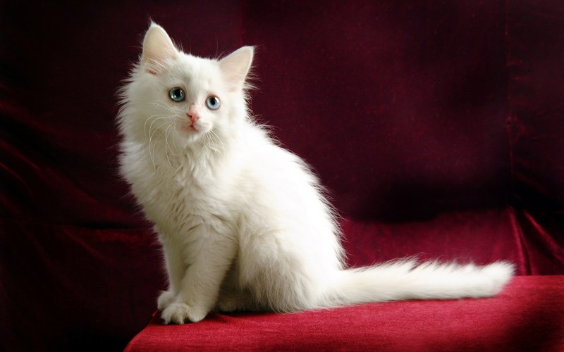 Коты турецкая ангора