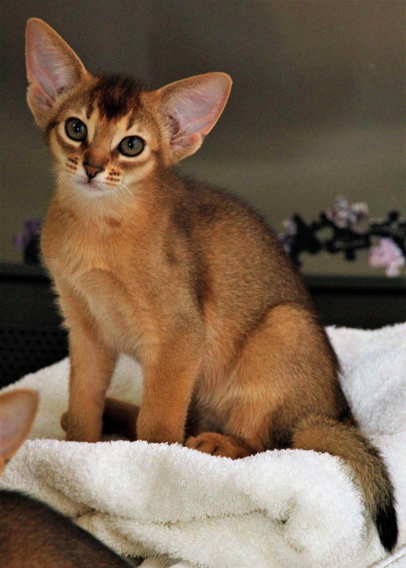 Абиссинская кошка фото котята