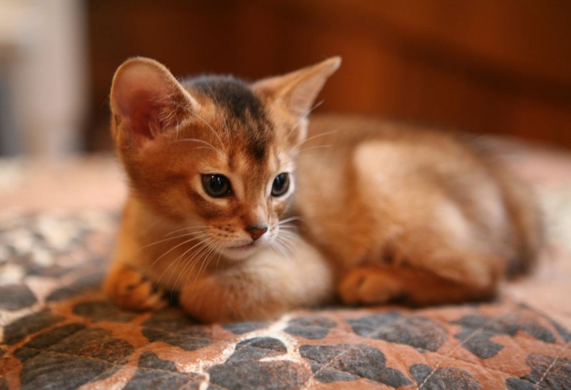 Абиссинская кошка