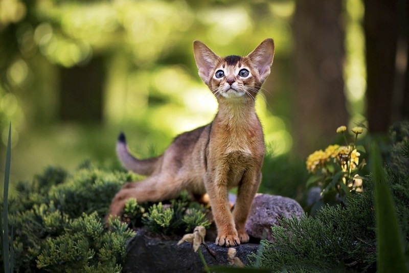 Абиссинская кошка котёнок