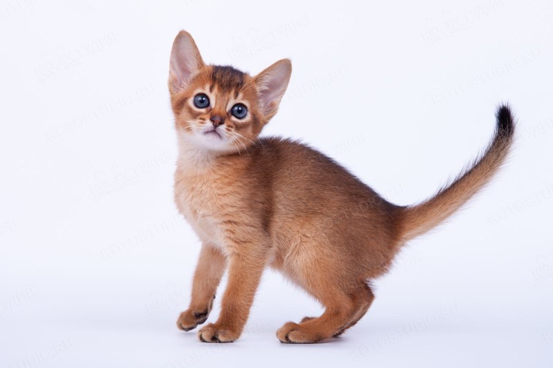 Абиссинская кошка котёнок