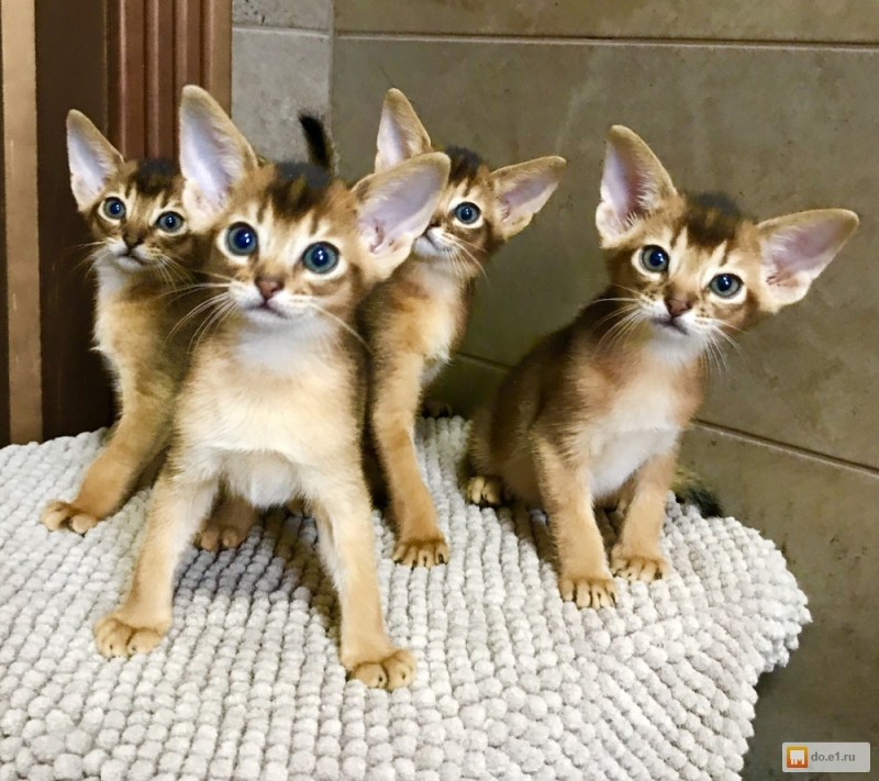 Котята Абиссинской породы