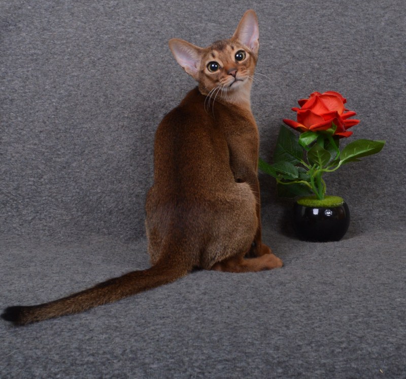 Абиссинские котята