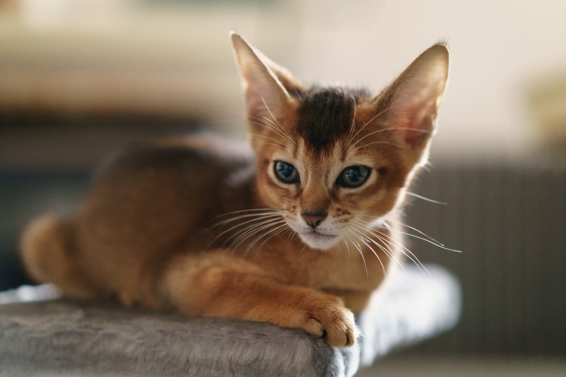 Абиссинская кошка