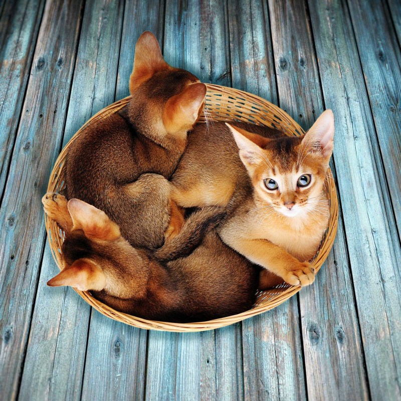 Абиссинская кошка