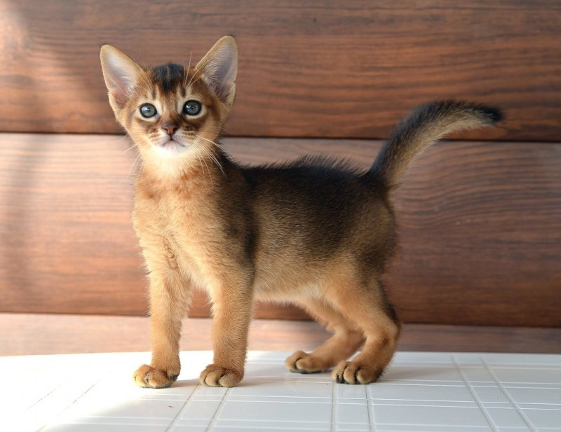Абиссинская кошка котёнок