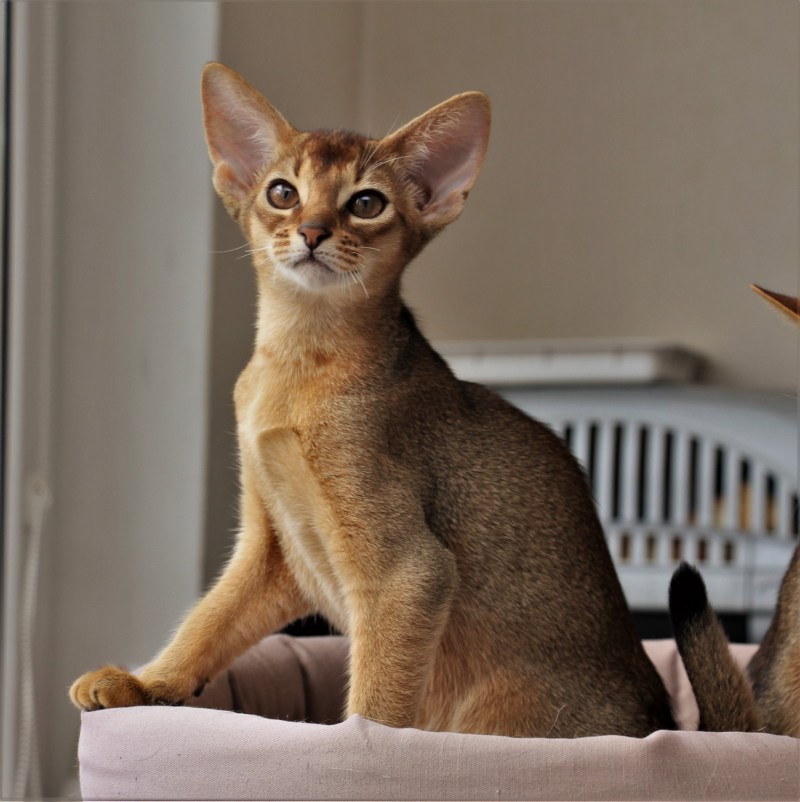 Котенок абиссинского кота
