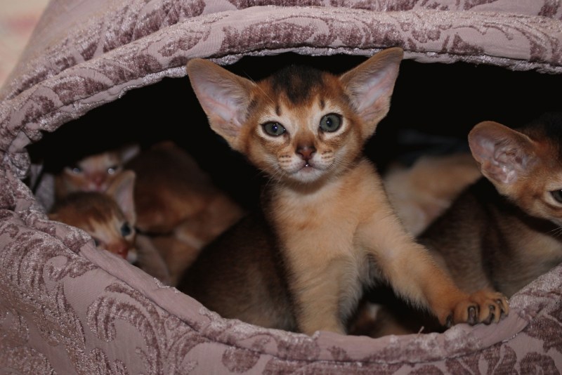 Котята Абиссинской породы