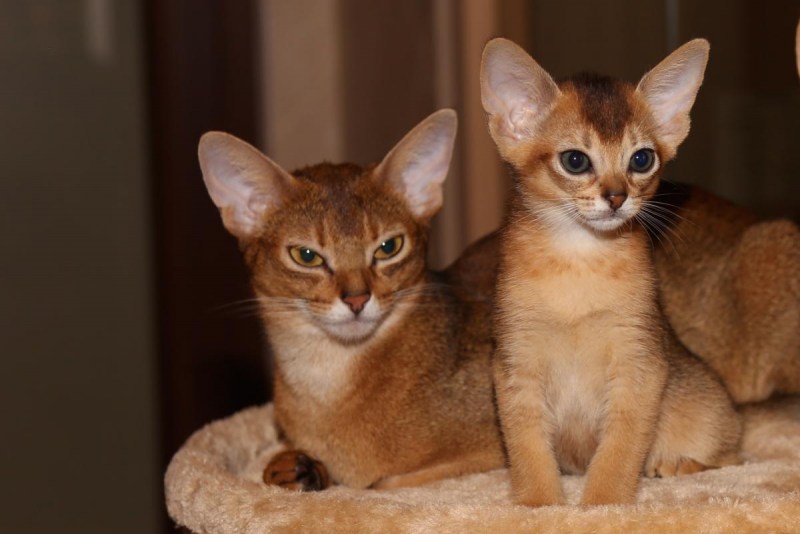 Абиссинская кошка котёнок