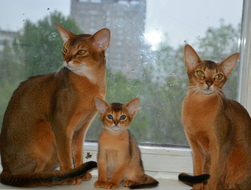 Абиссинская кошка взрослая