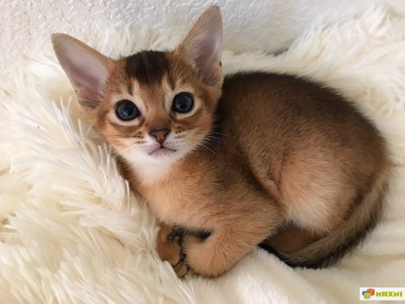 Абиссинская кошка котёнок