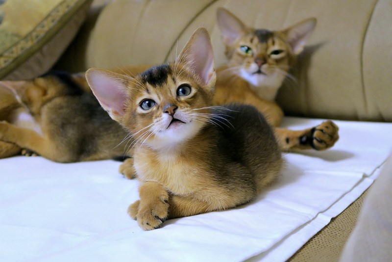 Абиссинская кошка котёнок