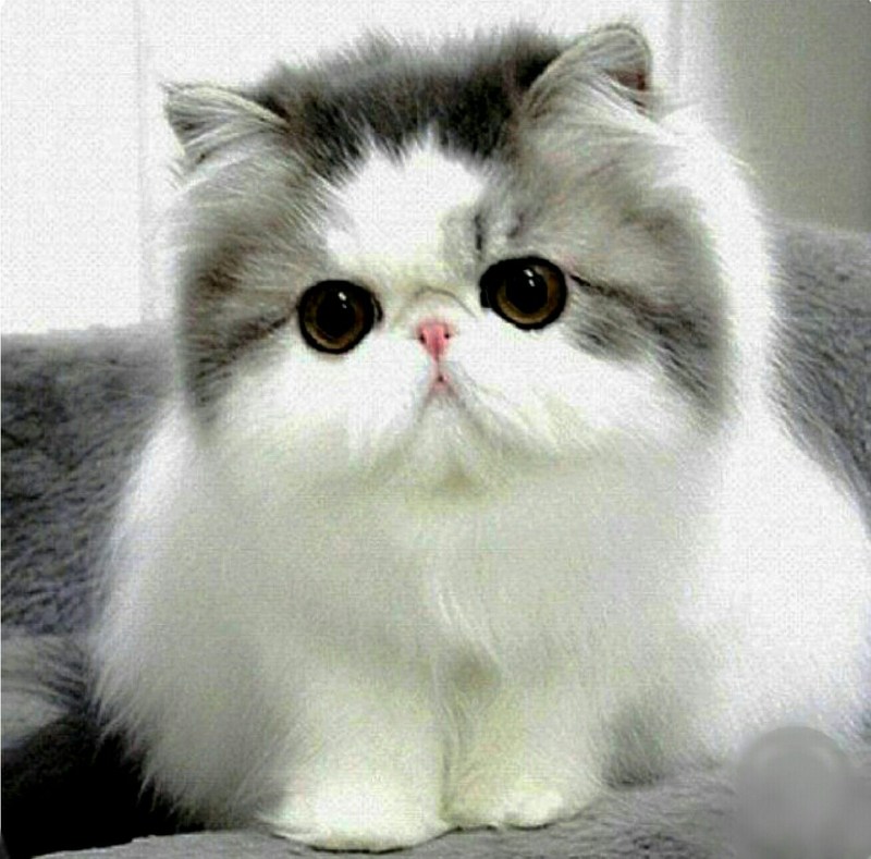 Кошка с приплюснутым носом