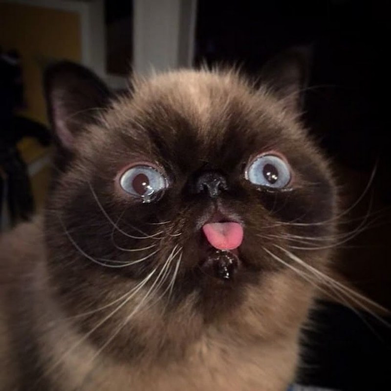 Японская кошка экзот