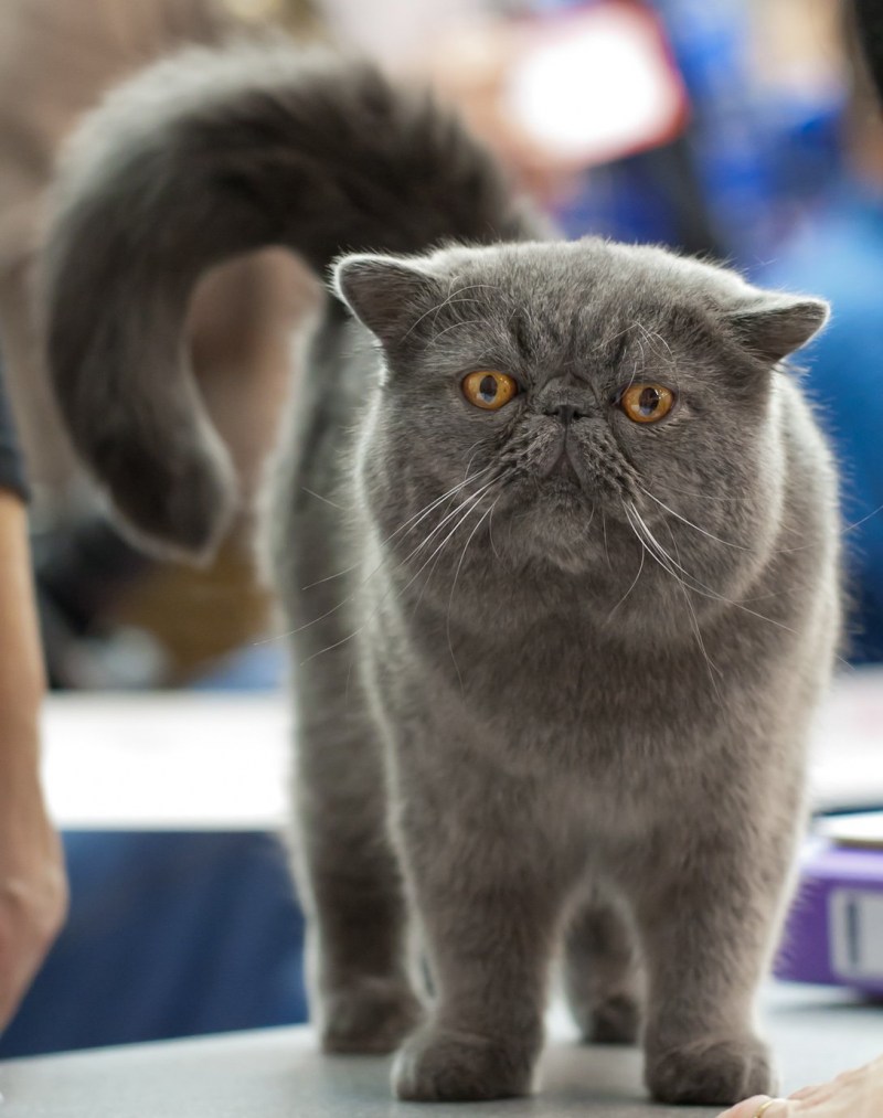 Кошки экзоты короткошерстные