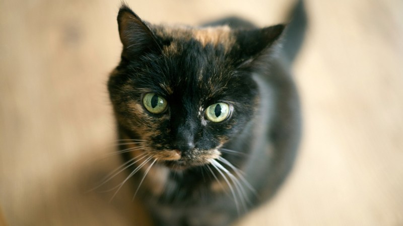 Рыже черная кошка