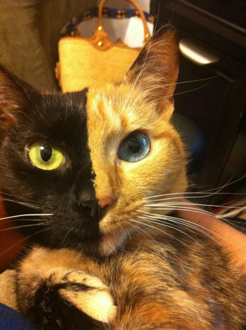 Кот Двуликая Венера