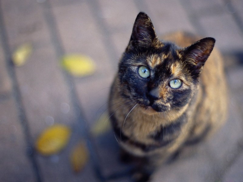 Разноцветная кошка