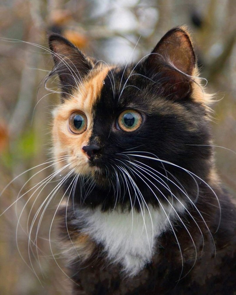 Двуликая кошка Яна