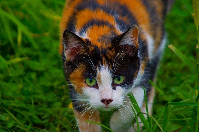 Трехшерстная кошка