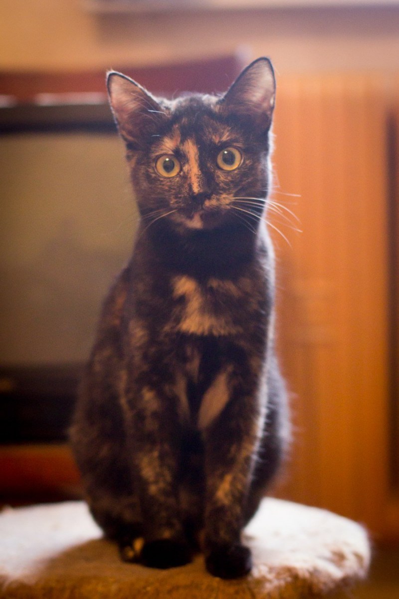 Черно рыжая кошка