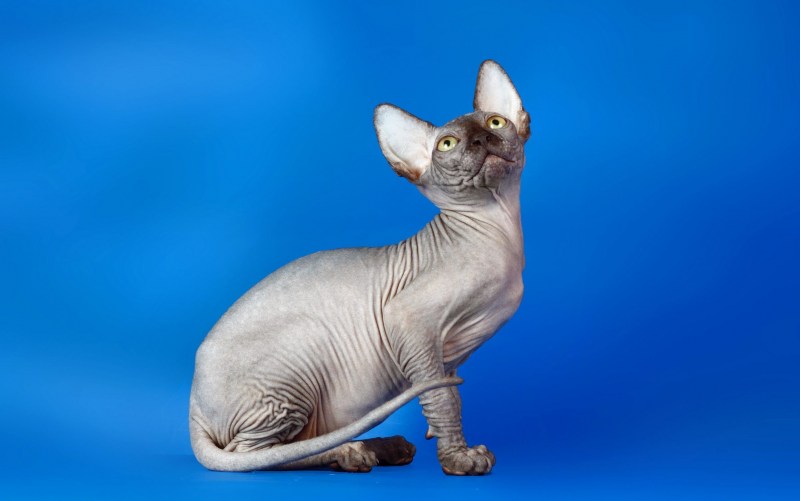 Сфинкс кошка