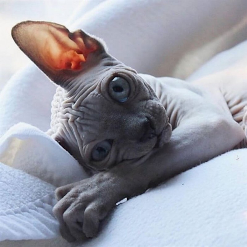 Коты сфинксы