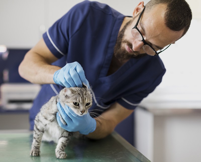 Коричневые пятна на коже у кошек