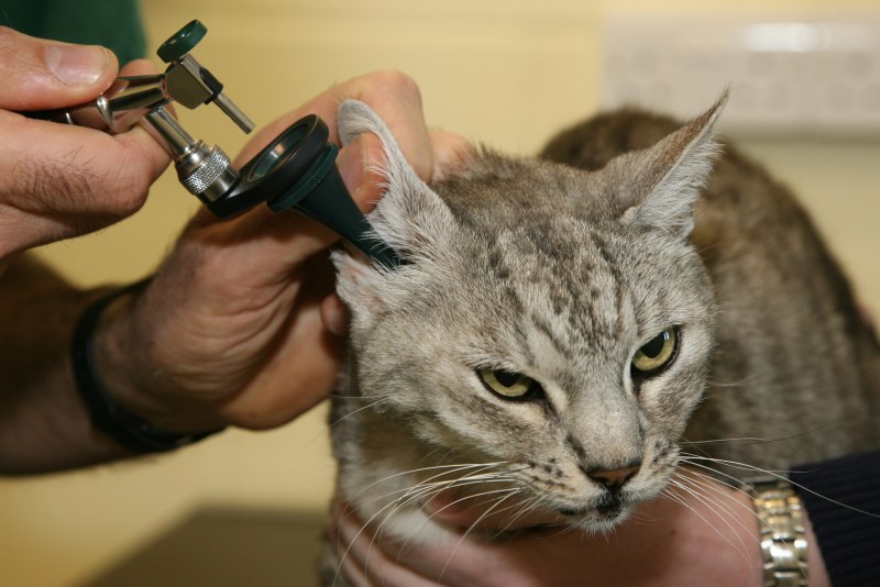 Cat Ears Cleaning