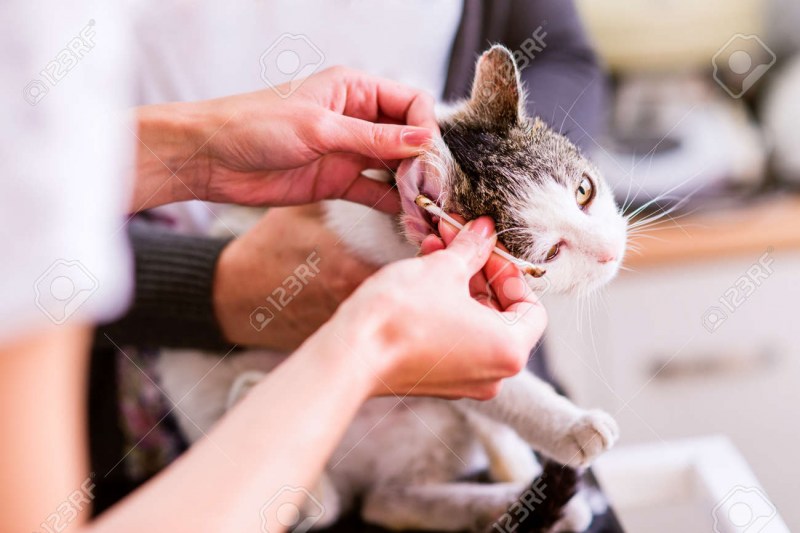 Как почистить уши коту