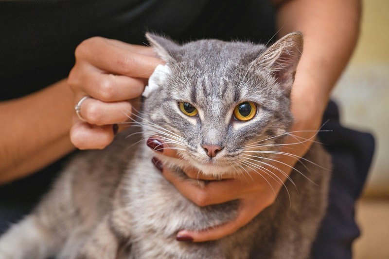 Чесать кошку